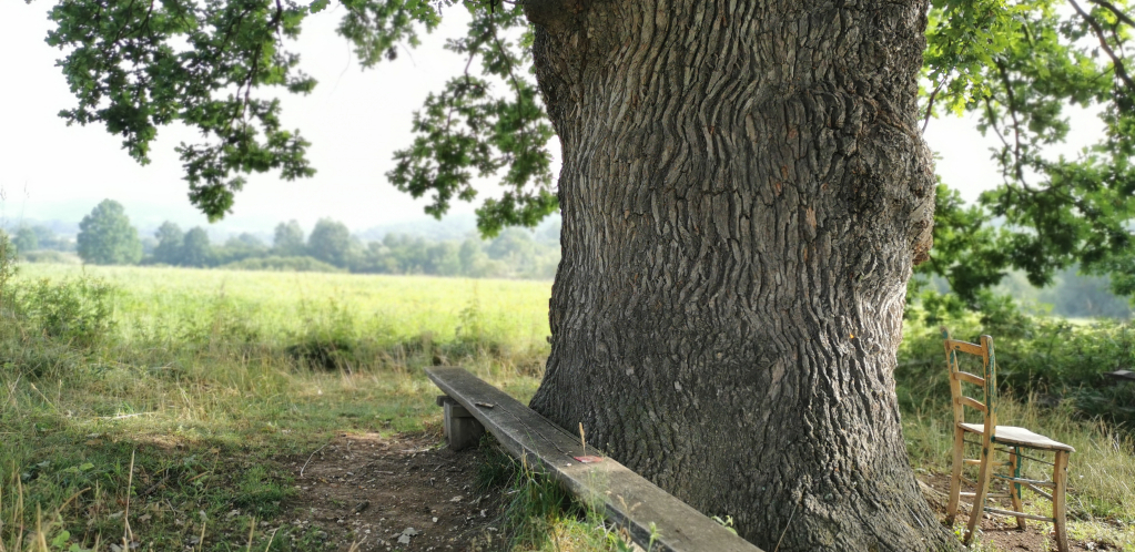 ŠUMOKRADICE PUSTOŠE NAŠE ŠUME Ne plaše se ni rigoroznih kazni, evo koliko kubika drveta je ilegalno posečeno za godinu dana