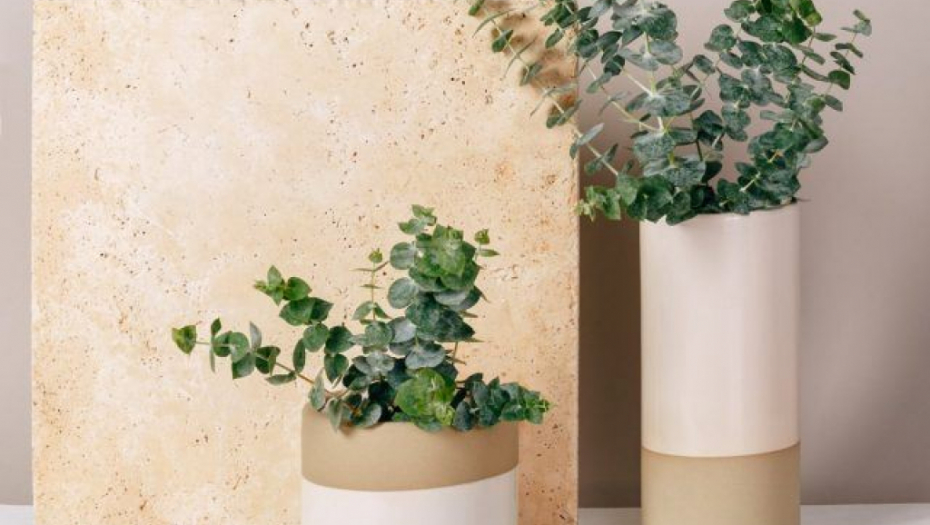 PILULA ZDRAVLJA! Moćna biljka, dokazano ubija bakterije u kupatilu, bolje od ribanja!