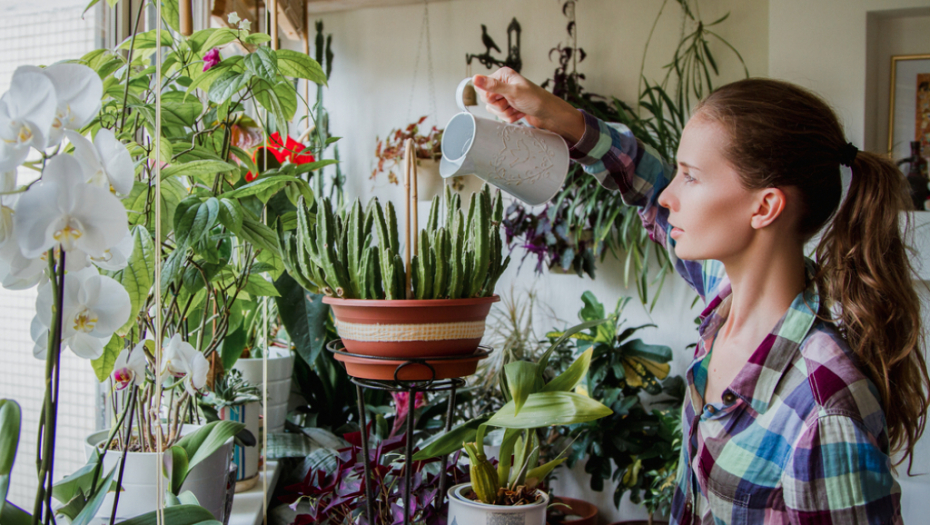 Fantastičan trik: Evo kako da vam pomoću majoneza listovi biljaka sijaju kao nikad pre