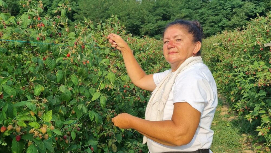 VREDNE RUKE MILICE Za dan nabrala 136,5 KG MALINA i zaradila 15.000 dinara! Otkrila je njenu tajnu USPEHA (FOTO)