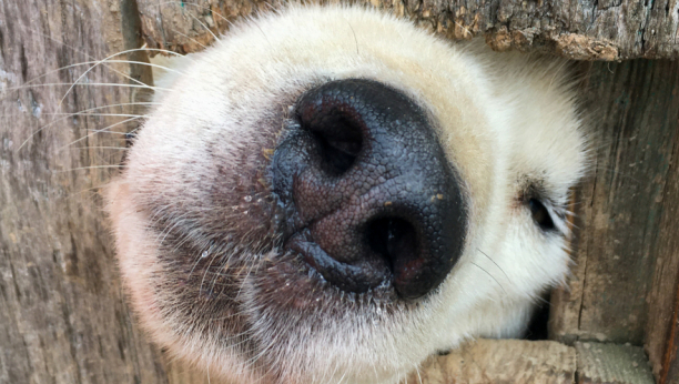 ŠTO SMRDLJIVIJE, TO UKUSNIJE: Čulo ukusa iz pseće perspektive