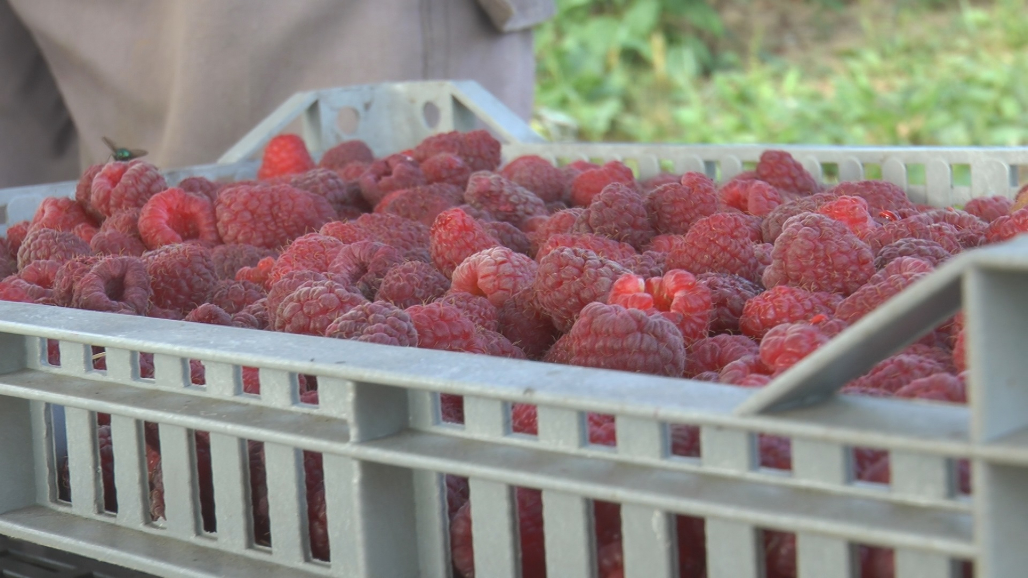 ČAČANKA NABRALA 136 KILA MALINA I ZA DAN ZARADILA 15.000 Milica poput oluje pustoši malinjake, za to ima jedan dobar trik (FOTO)