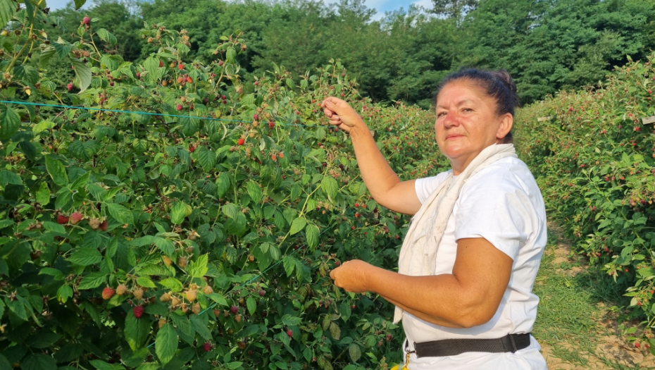 ČAČANKA NABRALA 136 KILA MALINA I ZA DAN ZARADILA 15.000 Milica poput oluje pustoši malinjake, za to ima jedan dobar trik (FOTO)