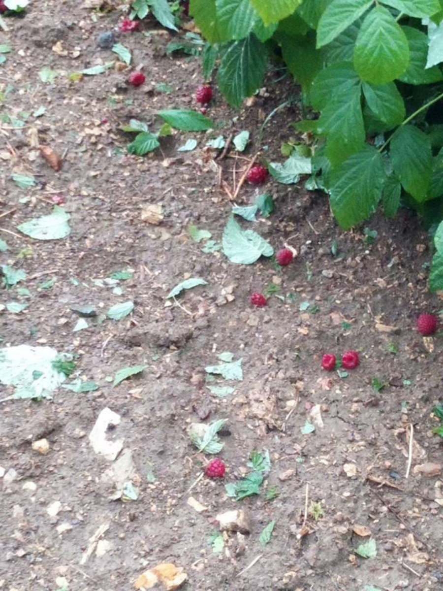 ČUDO NEVIĐENO! Krađa malina u zapadnoj Srbiji poprimila razmere epidemije: Lopovi nasrnuli na crveno zlato!
