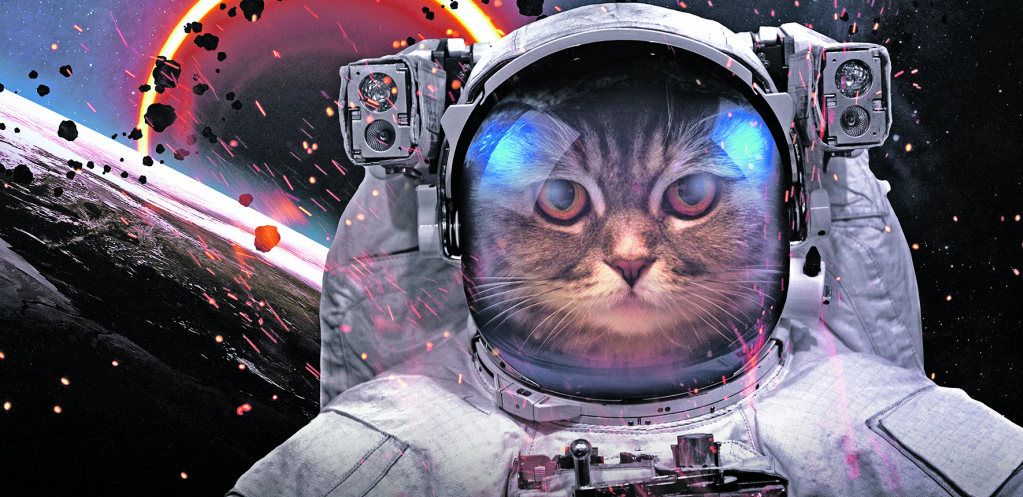 Da li ste čuli za Flafija, Garfilda, Soksa i Viskersa: Planeta okružena mačkama