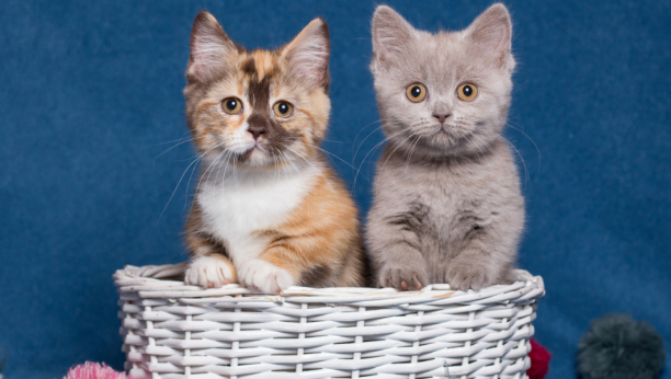 IZNENADIĆE VAS KOLIKO BOLJE ČUJE OD LJUDI! Istančan sluh cicamace