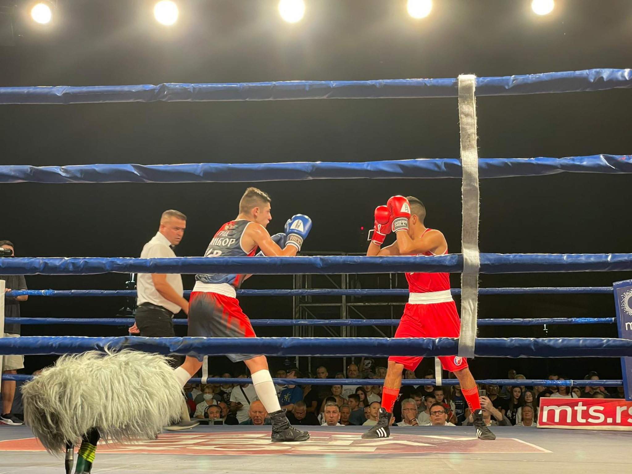 SPEKTAKULARAN BOKS U SMEDEREVU! Favorizovana Zvezda poklekla, Sombor je novi šampion Srbije!