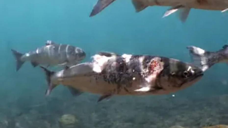 LOSOSI ŽIVI SKUVANI U RECI  Šokantan snimak iz SAD, nepogodi dodatno doprineo i čovek! (VIDEO)