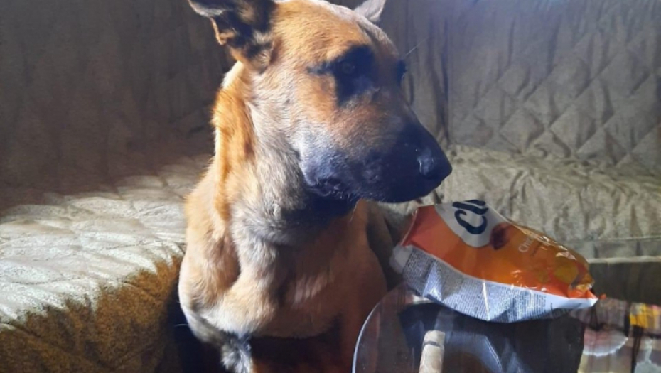 LENKA POBEDILA POSKOKA! Hrabar pas spasao vlasnicu od ujeda opasne zmije!