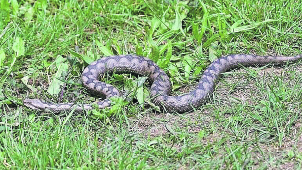 TAMARA (6) PREMINULA U MUKAMA Otrovna zmija bila u wc šolji, roditelji zatekli potresan prizor