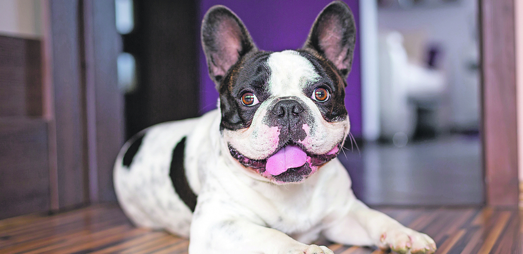 OBOŽAVANI FRANCUSKI BULDOG Razigran, pametan i prilagodljiv, ovaj pas je jedna od najpopularnijih rasa današnjice