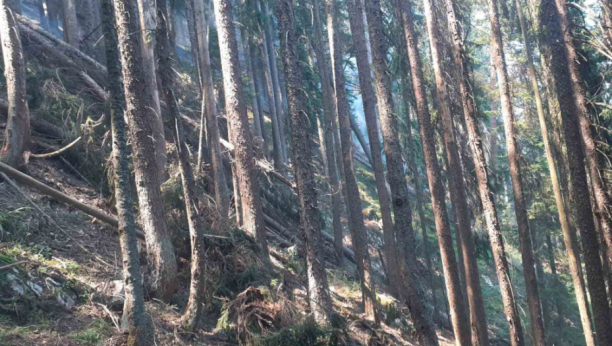 STABLA ENDEMSKE VRSTE IZGORELA Pančićeva omorika u velikoj opasnosti (FOTO)