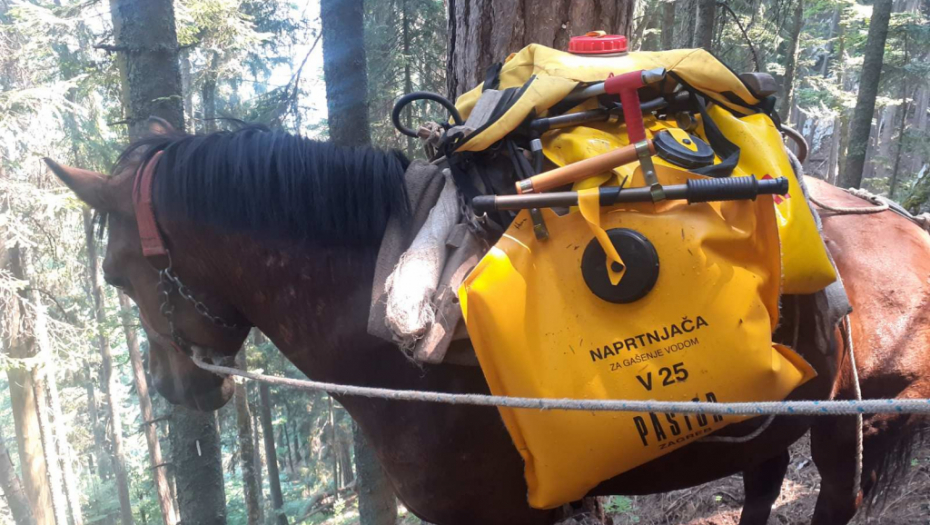STABLA ENDEMSKE VRSTE IZGORELA Pančićeva omorika u velikoj opasnosti (FOTO)