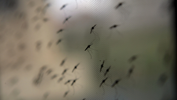 STAVITE SAKSIJE OVOG CVEĆA NA PROZOR: Komarci od njih beže i više vam neće smetati