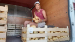 DŽINOVSKI KROMPIRI U TOPOLI Plodovi teže i do kilogram, proizvođači zadovoljni otkupnom cenom (FOTO)