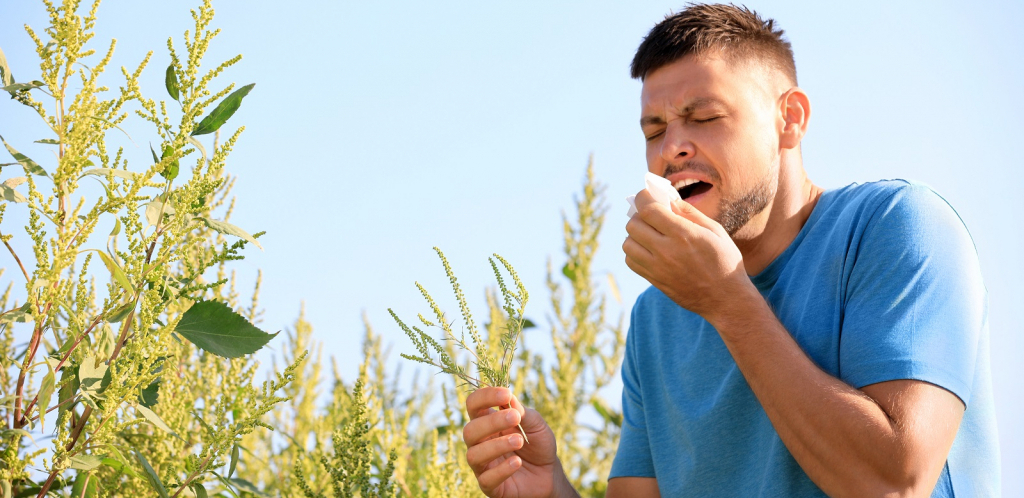 CVETA AMBROZIJA, A SA NJOM I ALERGIJA Kijanje, suzenje očiju i curenje nosa koje izaziva polen muče veliki broj ljudi sve do novembra