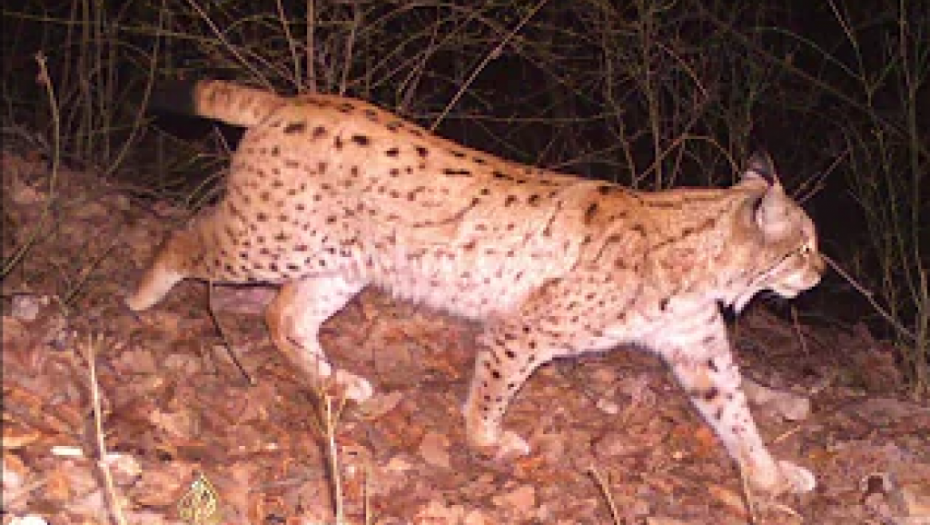 POSLE NEKOLIKO VEKOVA Divlje mačke vratile se u šume Holandije