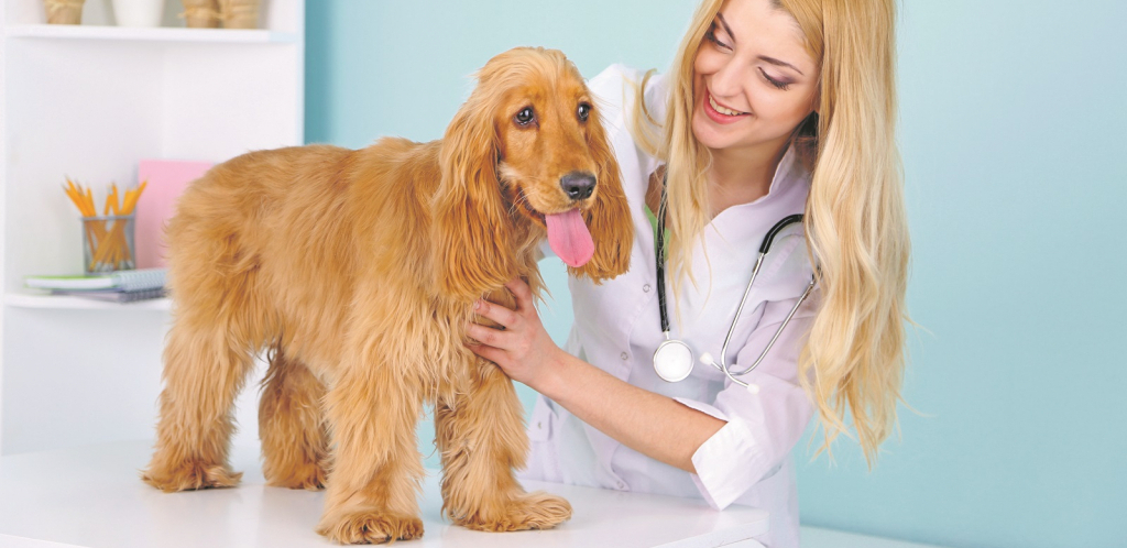 KOŽA JE OGLEDALO ZDRAVLJA Češkanje, lizanje šapa, opadanje dlake, infekcija ušiju, neki su od simptoma problema sa kožom kod psa i mačke