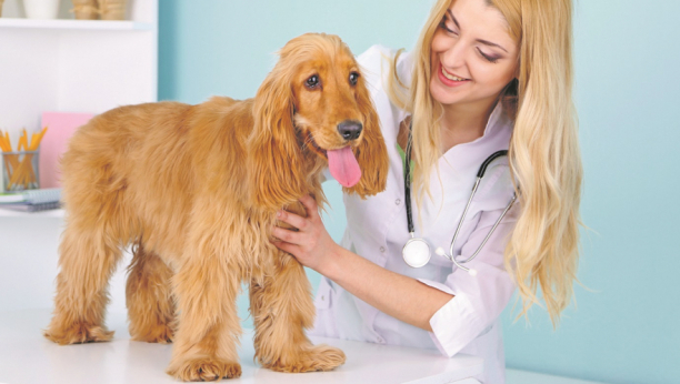 KOŽA JE OGLEDALO ZDRAVLJA Češkanje, lizanje šapa, opadanje dlake, infekcija ušiju, neki su od simptoma problema sa kožom kod psa i mačke