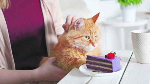 MAČKA IZ VISOKOG DRUŠTVA Kafići gde vam se mace motaju oko nogu, postali su hit u svetu