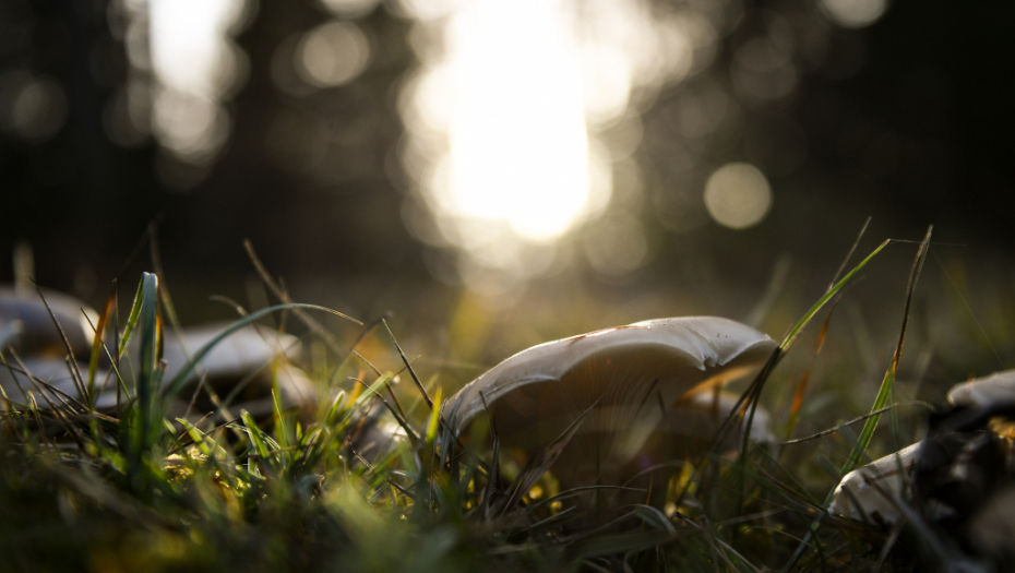 VIC DANA Trkaju se dve gljive...