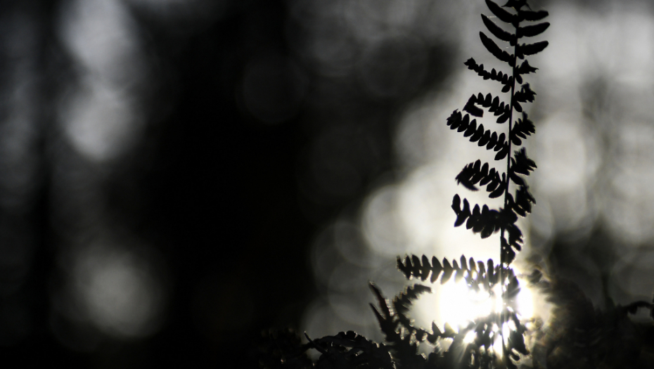 ODLAZAK NA ŠALTER ILI PLAĆANJE IZ FOTELJE Koliko ljudi u Srbiji ima pristup internetu?