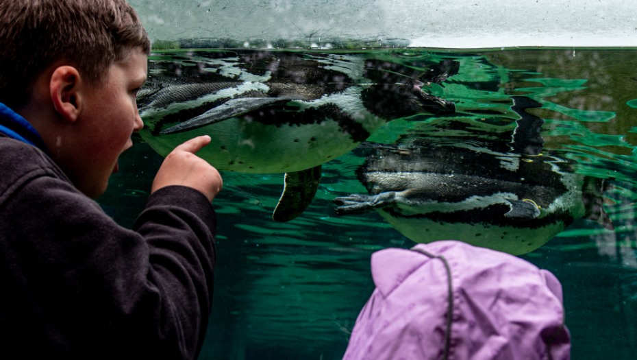 LJUBAV NA PINGVINSKI NAČIN Najslađi snimak koji ćete videti danas (VIDEO)
