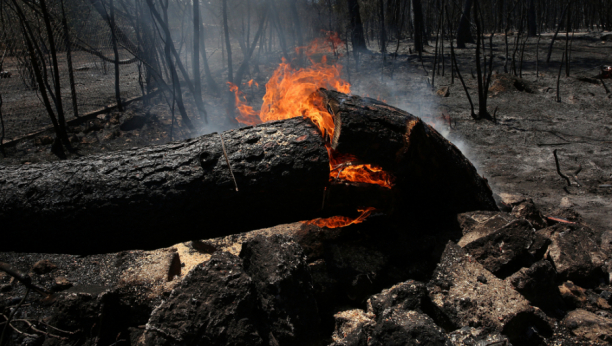 PREŽIVELO DVA MILENIJUMA, ALI NE I POŽAR Izgorelo jedno od najstarijih primeraka masline u Grčkoj! (FOTO)