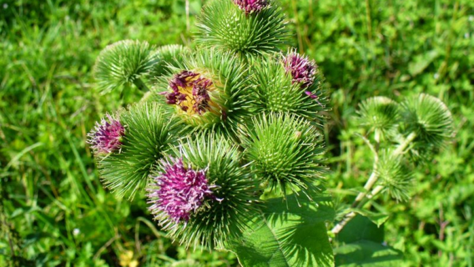 DETALJAN HOROSKOP STARIH SLOVENA Koji ste cvet i šta to govori o vama? (FOTO)