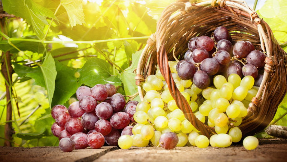 VINARI ZADOVOLJNO TRLJAJU RUKE Kvalitet grožđa odličan, dobra godina za vina iz Srbije