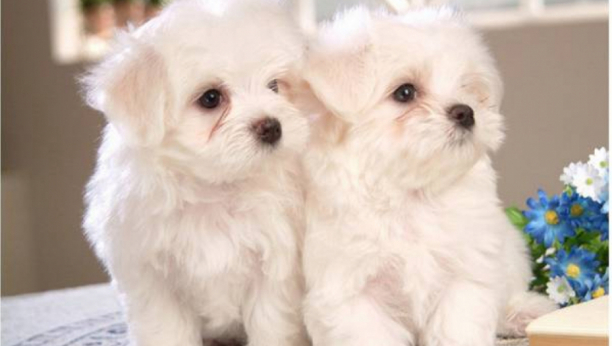 IZABERITE NJIH, NEĆETE POGREŠITI: Ovih 4 rase pasa se lako naviknu na život u stanu