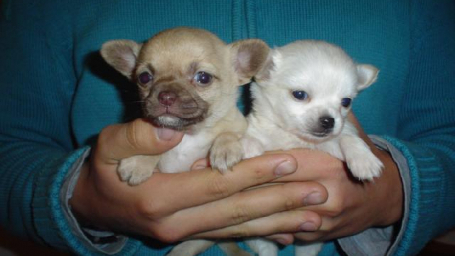 IZABERITE NJIH, NEĆETE POGREŠITI: Ovih 4 rase pasa se lako naviknu na život u stanu