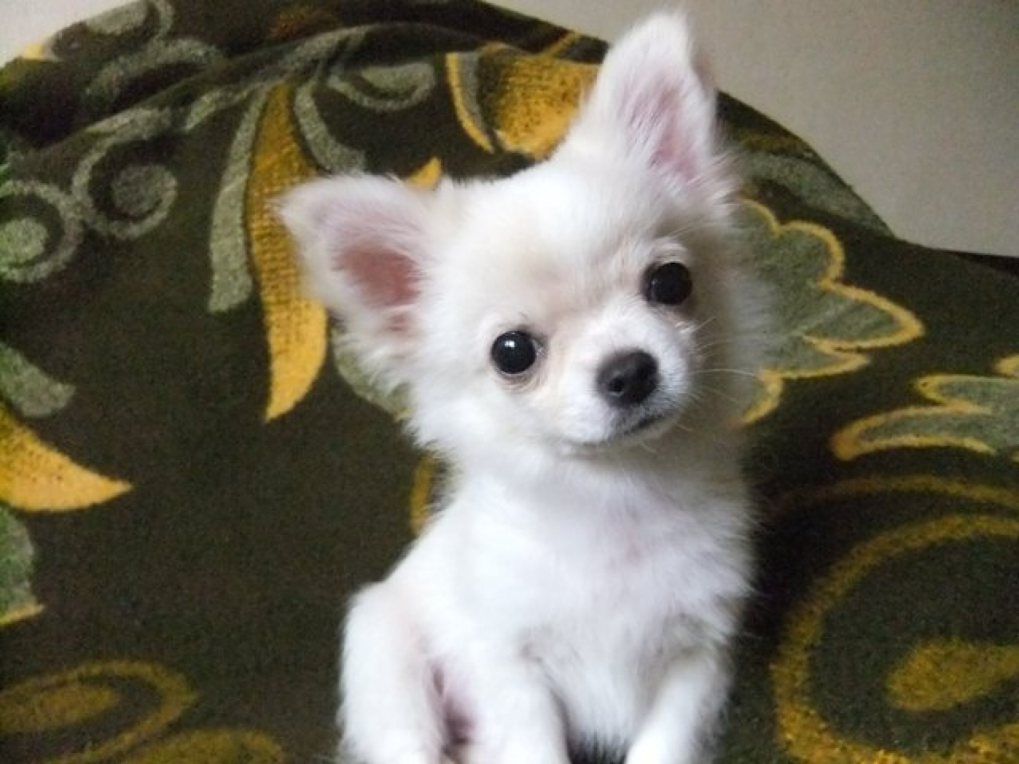 IZABERITE NJIH, NEĆETE POGREŠITI: Ovih 4 rase pasa se lako naviknu na život u stanu