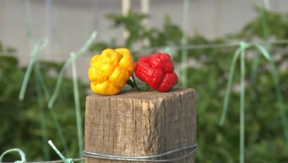 ONI GAJE NAJLJUĆE PAPRIČICE NA SVETU Otkrivaju kako im ide biznis i ko im kupuje tako ljute paprike (VIDEO)