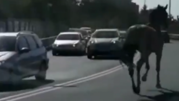 ŠOK NA MOSTU NA ADI Konj pobegao sa Hipodroma, galopira dok automobili prolaze pored (VIDEO)