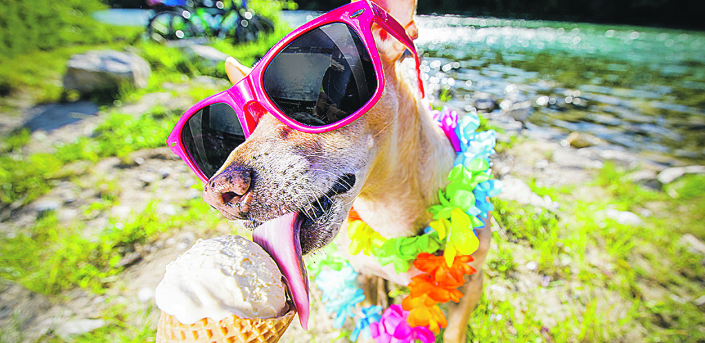EVO KAKO MOŽETE RASHLADITI VAŠEG LJUBIMCA Letnji zalogaji, koje će baš voleti
