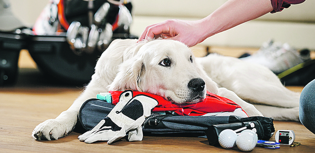 FATALNA UŽINA 10 okruglih predmeta, koje pas može da proguta