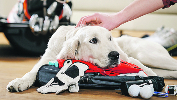 FATALNA UŽINA 10 okruglih predmeta, koje pas može da proguta