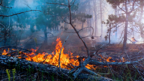 MAJČINSKO VELIKO SRCE Živa izgorela kako bi njih zaštitila od vatre (UZNEMIRUJUĆI FOTO)