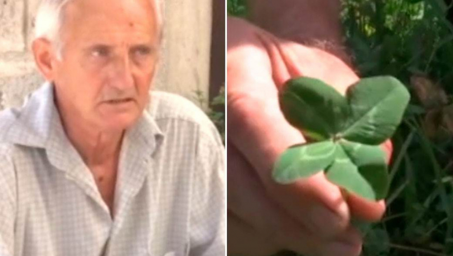 DETELINA SA ČETIRI LISTA DONOSI SREĆU?! Ima magijsku moć, a evo šta znači svaki list