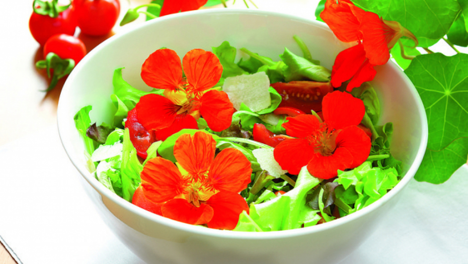 OMILJENI CVET KOD SRBA IMA MAGIČNU MOĆ: Dragoljub daje životnu snagu, a leči bolje od antibiotika, evo kako se koristi