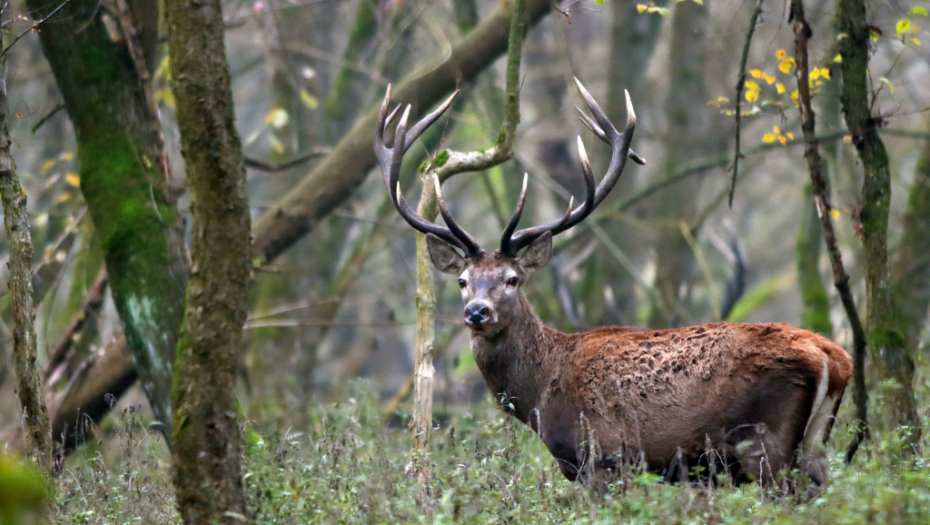 MOMENTALNO IH IZBACITE Ove stvari privlače negativnu energiju