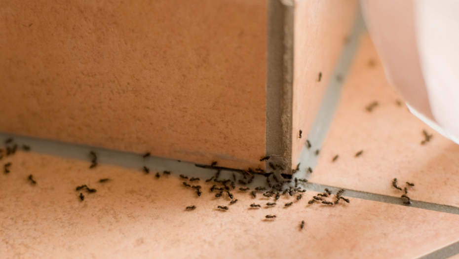 Mravi mogu da naprave ozbiljan problem: Ovo je nekoliko prirodnih načina da ih se rešite