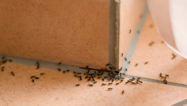 MRAVI ĆE NESTATI IZ KUHINJE Ovi trikovi će oterati dosadne insekte iz vašeg doma