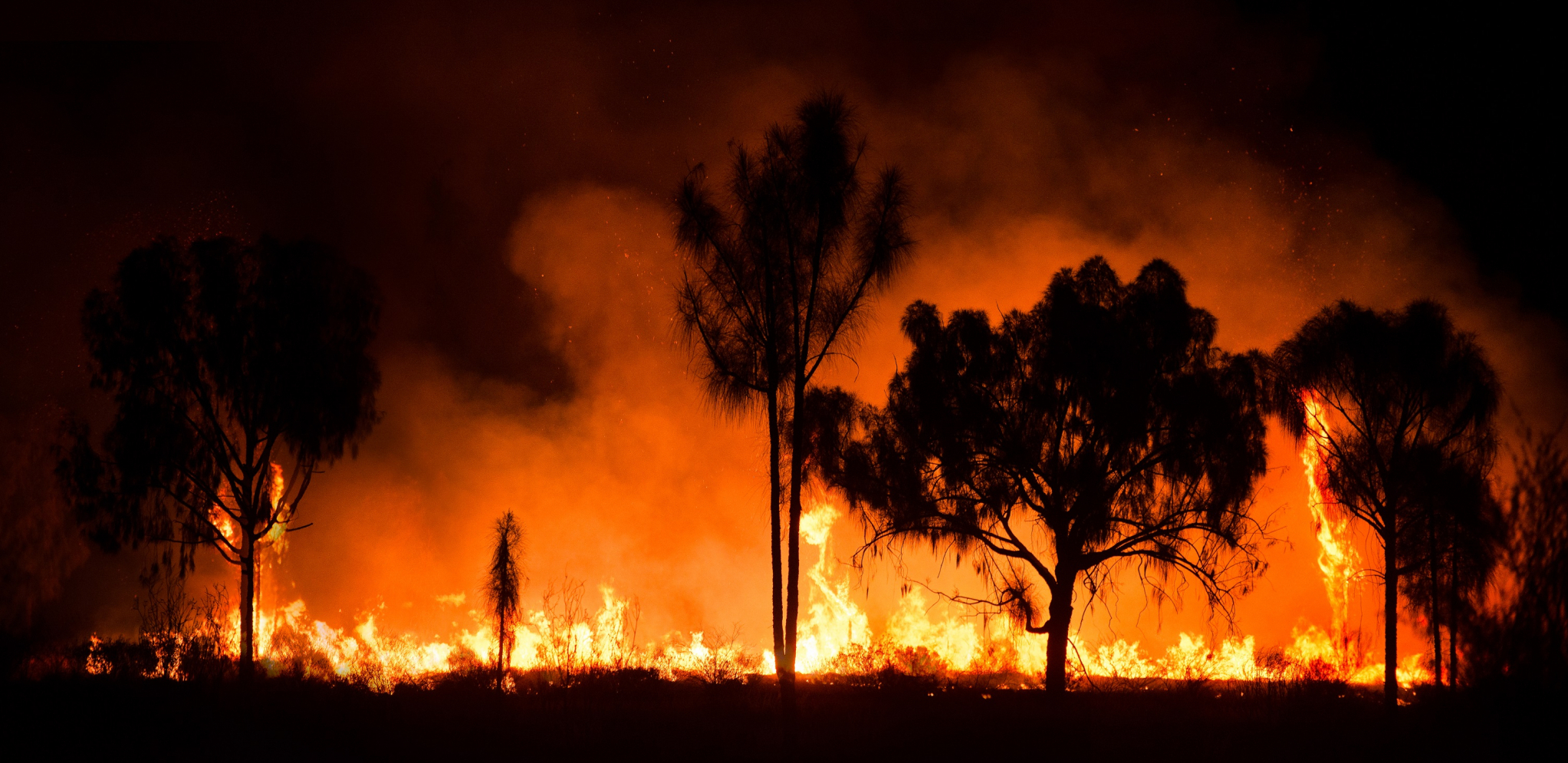 VELIKI ŠUMSKI POŽAR U HRVATSKOJ Sa vatrenom stihijom bori se 40 vatrogasaca