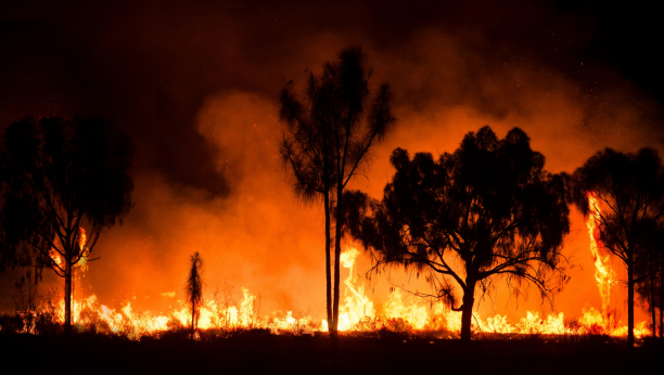 VELIKI ŠUMSKI POŽAR U HRVATSKOJ Sa vatrenom stihijom bori se 40 vatrogasaca