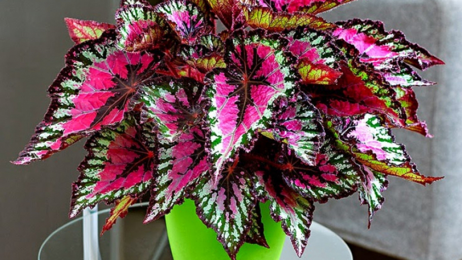 PRAVI SU ENERGETSKI VAMPIRI: Ove 4 biljke ne treba držati u kući