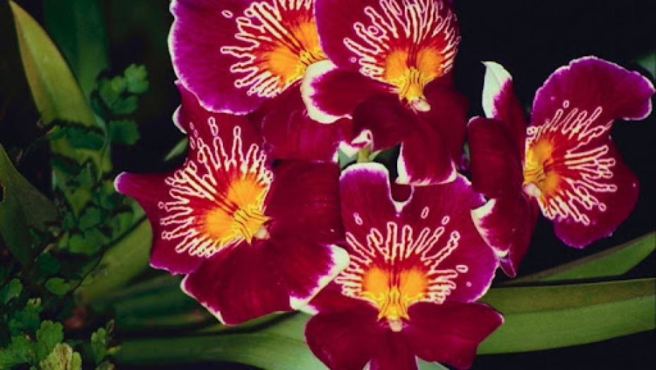Jedna od najlepših biljki: Evo šta gajenje orhideje privlači u vaš dom