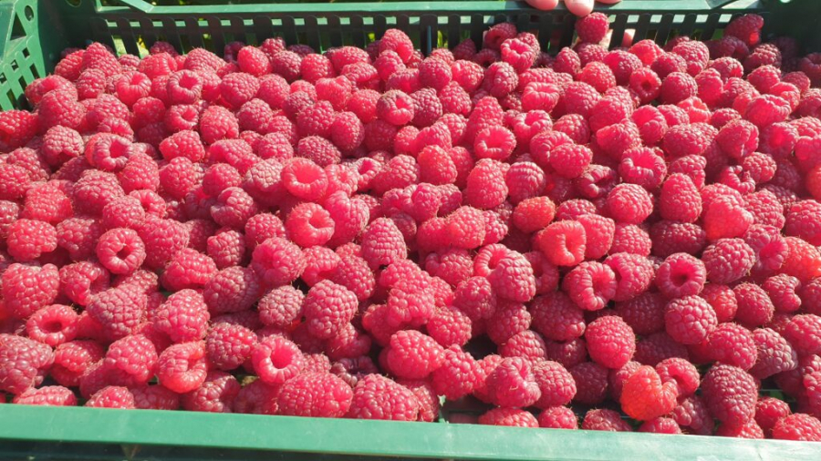 DNEVNICA OD 4.000 DINARA! Za rad je potrebna dobra volja i garderoba, a obezbeđen je smeštaj i obrok