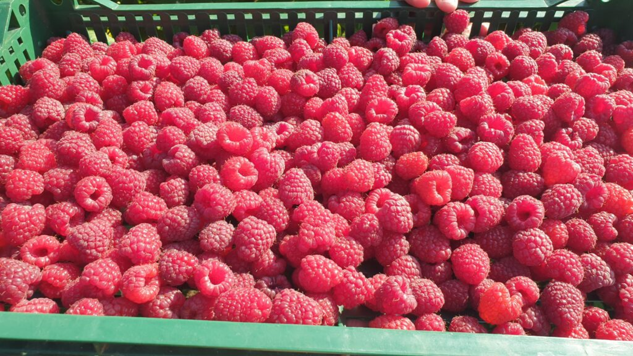 MIRSAD OTKRIO TAJNU KAKO SE GAJE ORGANSKE MALINE Njihova cena još je veća, sigurna je dobra zarada